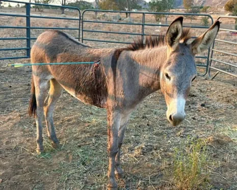 Burro Recovering After Newest Bow Assault on Free-Roaming Asses in the Golden State